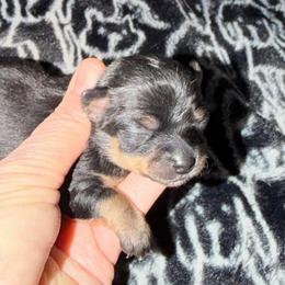 Snow (tiny) - Black and tan male Chihuahua puppy in Seneca, Missouri from Stephanie’s Puppy Colony