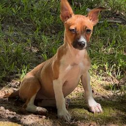 River - Sable and white female Teddy Roosevelt Terrier puppy in Cumming, Georgia from Barnett’s Rambling Terriers