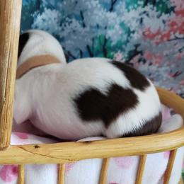 Havanese Puppies from Steal Your Heart Havanese