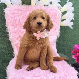 Goldendoodle and Poodle Puppies from Katy's Toy Poodles & Doodles