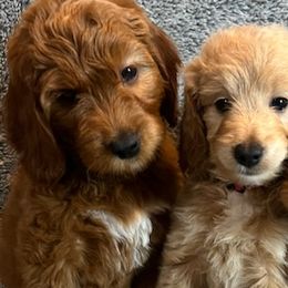 Goldendoodles from Serrano Pups