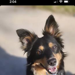 Miniature Australian Shepherd All Grown Up from Furrever.Mini.Aussies.llc