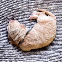 Stewart Bloom - Cream male Goldendoodle puppy in Dayton, Ohio from Perks Court Doodles