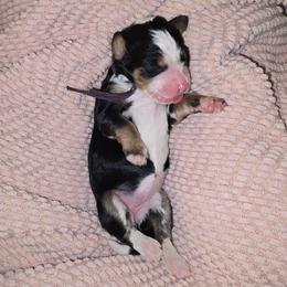 Dulcinea - Tri-color female Bernedoodle puppy in Grove, Oklahoma from Grand Lake Poodles & Doodles