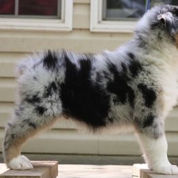 Australian Shepherd Puppies from Flying T Ranch