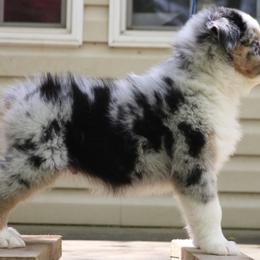 Australian Shepherd Puppies from Flying T Ranch