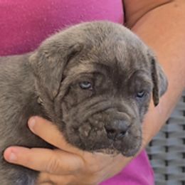 AKC and ICCF - Black Collar Male - Gray brindle male Cane Corso puppy in Gorman, Texas from McOmber Country Kennels