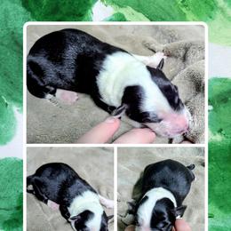 Australian Shepherd and Great Dane Puppies from AEW Farm