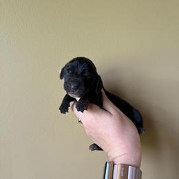 Zira - Black and white female Basset Hound puppy in Leroy, Michigan from Iron Sentry Farms