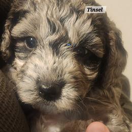 Aussiedoodle Puppies from My Classy Doodles