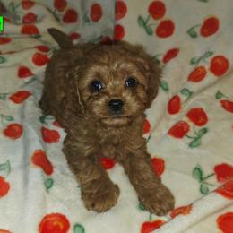 Todd - Red male Cavapoo puppy in Copan, Oklahoma from Lebel Cavapoos