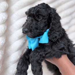 Blue Collar Boy - Black male Goldendoodle puppy in Knoxville, Tennessee from Niya’s Doodles