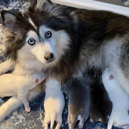 Pomsky puppies from Granite State Pomskies