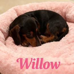 Willow - Dachshund