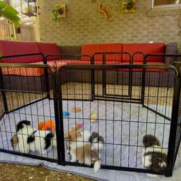 Pomeranian Puppies from "Prissy Pups"