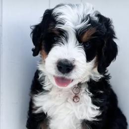 Bernedoodle puppies from Dapper Doodle Pups