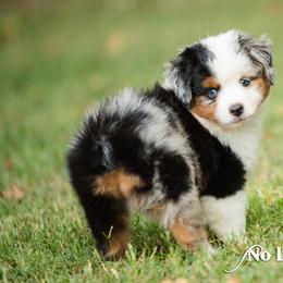 Toy Australian Shepherd Puppies from No Limit Ranch Miniature and Toy Australian Shepherds