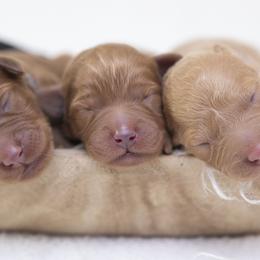 Bernedoodles, Goldendoodles, and Golden Mountain Doodles from Gold Diamond Pup
