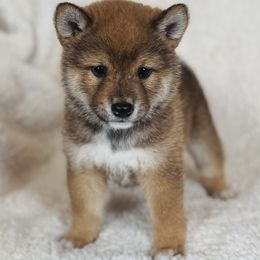 Garth - Red male Shiba Inu puppy in Trenton, Nebraska from Prairie Shibas