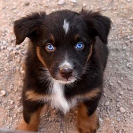 Australian Shepherd Puppies from Mott Ranch - Blazin' Sun Aussies