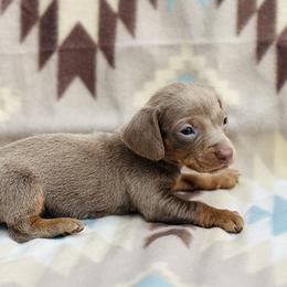 Girl 3 - Fawn (isabella) and tan female Dachshund puppy in Oklahoma from DRB Dachshunds