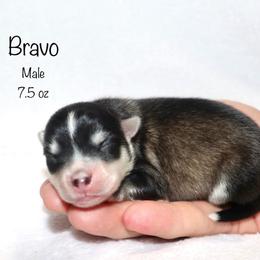 Bravo - Black and white male Pomsky puppy in Denham Springs, Louisiana from Bayouland Pomskies