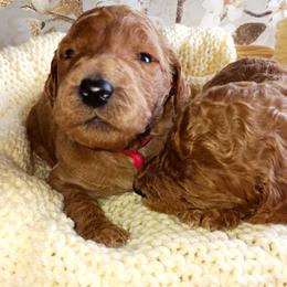 Dalmatian and Poodle Puppies from Reeves Family Standards