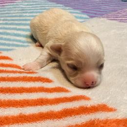 Dave - Silver male Chihuahua puppy in Seneca, Missouri from Stephanie’s Puppy Colony