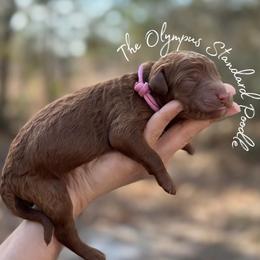 Coming Soon - Red  female Poodle puppy in Spring Hills, Florida from The Olympus Standard Poodle