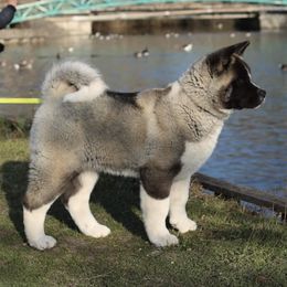 Akita from Tread Lightly Akitas