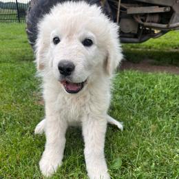 Male 1 - White male Maremma Sheepdog puppy in New Auburn, Wisconsin from Cordell Corgis
