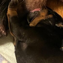 Girl 1 - Black and mahogany Rottweiler puppy in Brown City, Michigan from Kaiser Haus Rottweilers