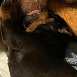 Girl 1 - Black and mahogany Rottweiler puppy in Brown City, Michigan from Kaiser Haus Rottweilers