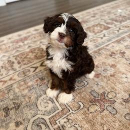 Nova - Brown female Bernedoodle puppy in Bountiful, Utah from EasyBreezyDoodles