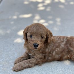 Goldendoodle Puppies from Miss Cindy’s Doodles