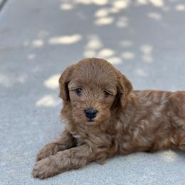 Goldendoodle Puppies from Miss Cindy’s Doodles