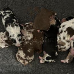 Miniature American Shepherd puppies from Flying H Toy and Mini Aussies