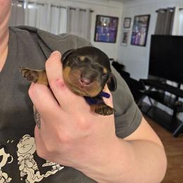 Purple Collar - Black and tan female Dachshund puppy in La Pine, Oregon from RoseDox Dachshunds