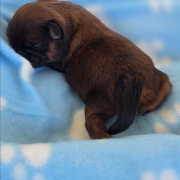 Flash - Red male Shih Tzu puppy in Waynesboro, Pennsylvania from Big Win Shih Tzus