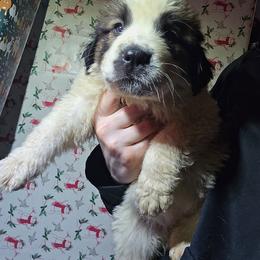 Bell - Red and white female Saint Bernard puppy in Castle Rock, Washington from PNW Saint Berdoodles