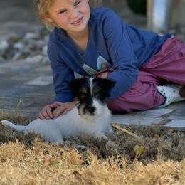 Brown collar - Tri-colored female Parson Russell Terrier puppy in Branford, Florida from Loyalville
