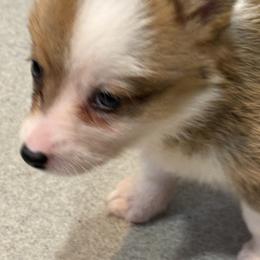 Juno 5 - Sable female Pembroke Welsh Corgi puppy in Jenkinsburg, Georgia from Red Elephant Farms