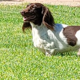 Willie Wilson - Dachshund