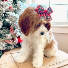 Evie - Cavapoo