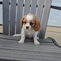 Charles - Blenheim male Cavalier King Charles Spaniel puppy in Decatur, Illinois from Petite Pups