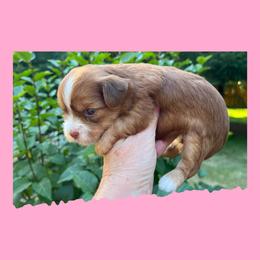 AKC Rainy - Chocolate, tan and white female Yorkshire Terrier puppy in Bonney Lake, Washington from Enchanted Yorkies