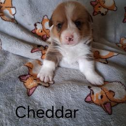Cheddar - Red male Pembroke Welsh Corgi puppy in Kingman, Kansas from Tiny Titans K9