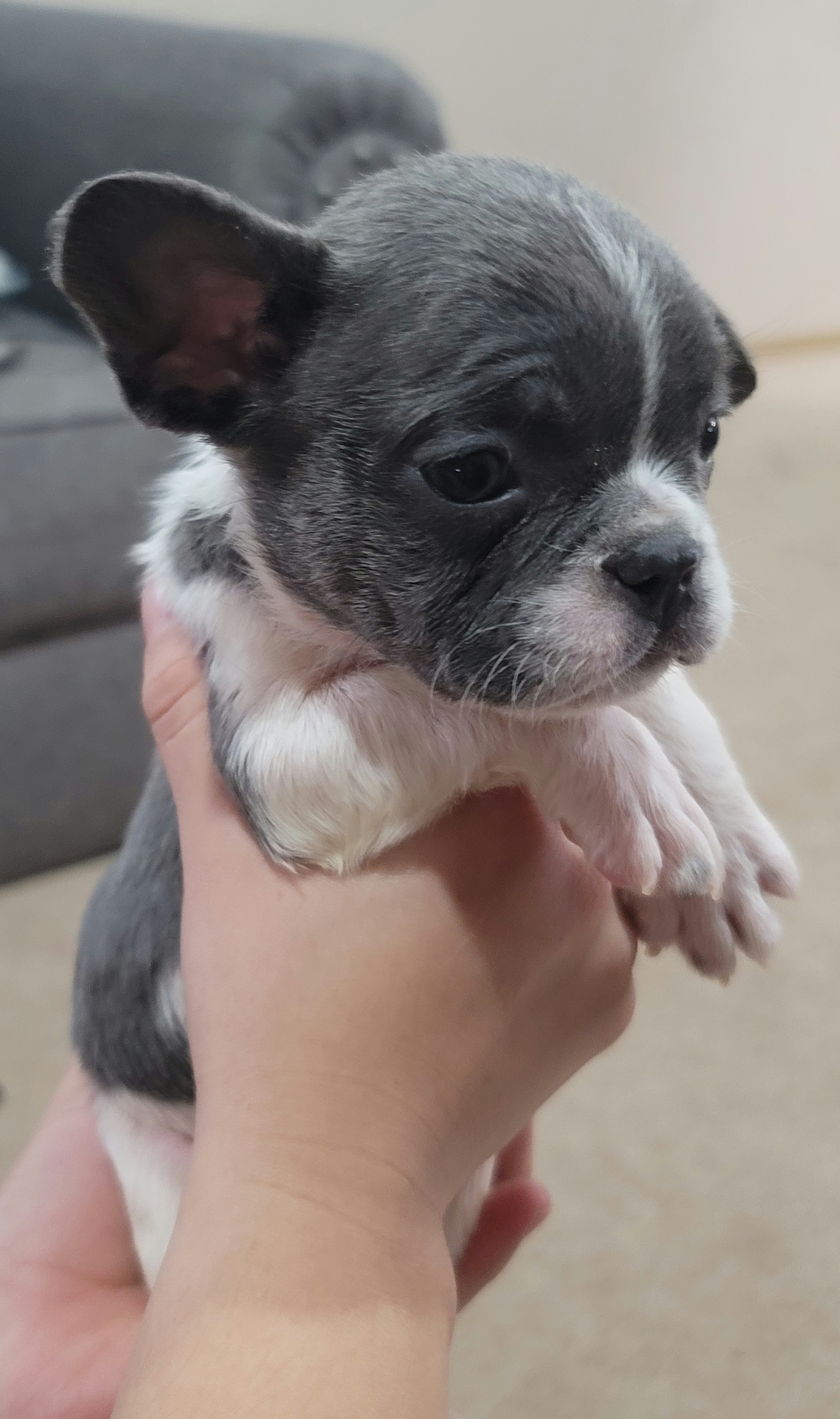 Chia - Blue French Bulldog puppy in Washington from Prime_Frenchies