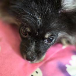 Zues - Tri-colored male Pomeranian puppy in El Centro, California from BabyBooPoms