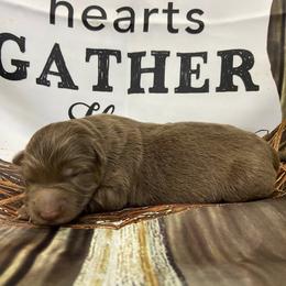 Girl 2 - Liver female German Shepherd puppy in Pelham, North Carolina from P & P Shepherds